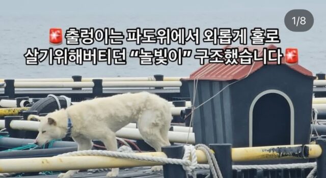 제주바다 위 홀로 있던 강아지 새로운 근황