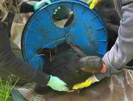 목에 ‘플라스틱 뚜껑’ 달고 성장한 아기곰…2년 만에 고통에서 해방