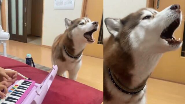 멜로디언 연주에 맞춰 옹알거리는 허스키, 대체 왜 이러는 걸까