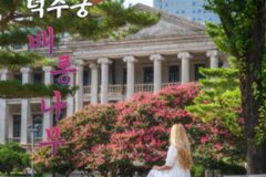 덕수궁 배롱나무, 이국적인 석조전 앞에서 만나는 100일의 낭만