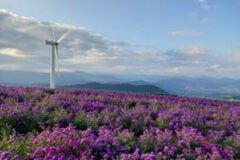 9월의 보랏빛 향기, 아스타 국화로 천국 체험 실현한 감악산