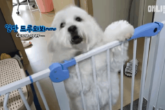 13kg 말티즈.gif
