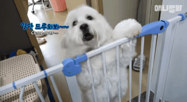 13kg 말티즈.gif