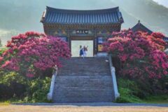 “1,000년 넘는 사찰에서 즐기는 7월 꽃구경!” 무료 입장 가능한 배롱나무 명소