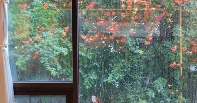 오직 여름 한정! 감성 터지는 능소화 포토 스폿 4