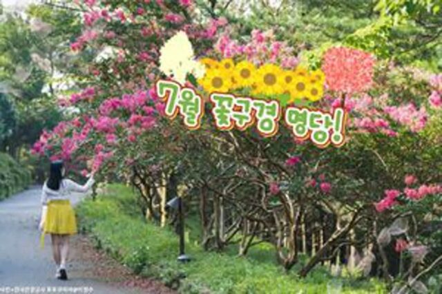 “벚꽃은 상대도 안돼” 환상적인 7월꽃을 만날 수 있는 꽃구경 명소 TOP 3
