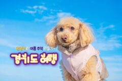 애견 동반 가능한 경기도 여행지 추천 TOP 5