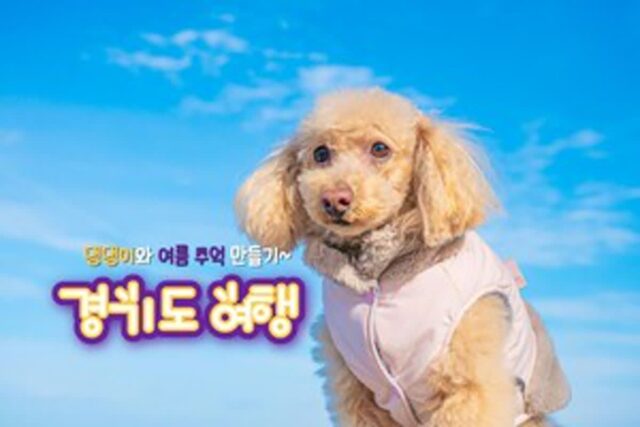 애견 동반 가능한 경기도 여행지 추천 TOP 5
