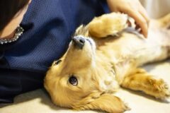 잠잘 때 “반려동물”과 함께 자는 습관 의사가 경고했습니다.