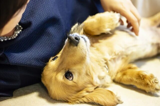 잠잘 때 “반려동물”과 함께 자는 습관 의사가 경고했습니다.