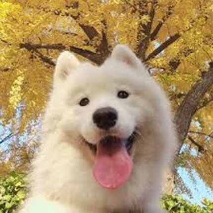 죽었다 깨도 절대 다시 돌아오지 않을 아이폰 색감