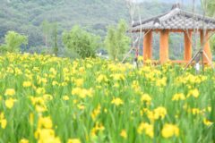 거창 가볼 만한 곳, 사진 남기기 좋은 명소 정리