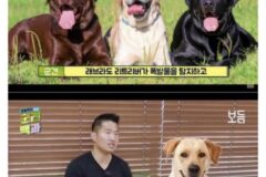 골든 리트리버를 군견으로 못쓰는 이유