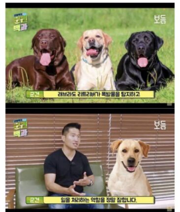 골든 리트리버를 군견으로 못쓰는 이유