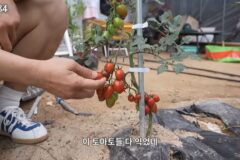 토마토 맛보는 기안84