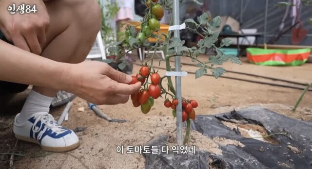 토마토 맛보는 기안84