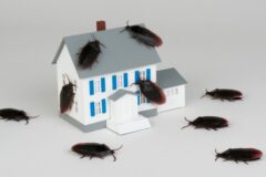 집에서 벌레 보인다면 부엌에 ‘이것’ 하나만 놔두세요, 벌레 완전 박멸됩니다!