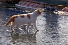 꽁꽁얼어붙은 한강 위를 걷던 고양이는 어쩌다 집냥이가 되었을까? 1편