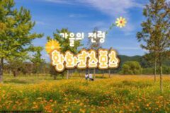 가을꽃의 전령사 황화 코스모스, 9월 국내 여행지 추천