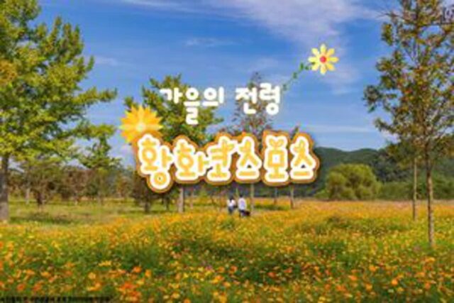 가을꽃의 전령사 황화 코스모스, 9월 국내 여행지 추천