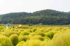 “이런 꽃, 난생 처음봐…” 9월 한정, 환상적인 댑싸리 명소