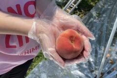 과일집 가면 “이런 복숭아 사세요” 가장 맛있는 상태입니다.