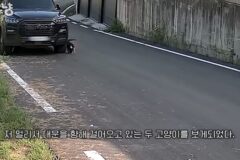 맛있는 밥을 줬더니 친구들을 잔뜩 데려온 대장 고양이