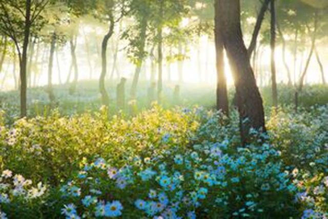 구절초, 옥정호에 피어난 하얀 융단 9월 국내 여행지 추천