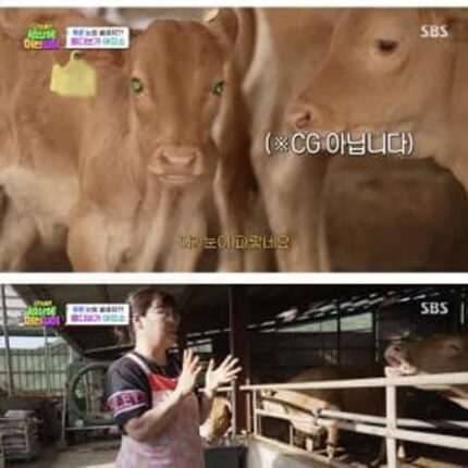 세상에 이런일이에 나온 에메랄드 눈동자 k-송아지