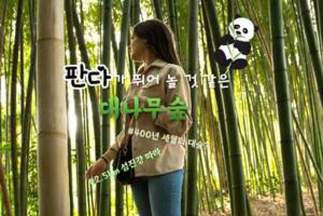 대나무숲 7 판다가 뛰어놀고 있어도 자연스러운 이색 여행지 추천