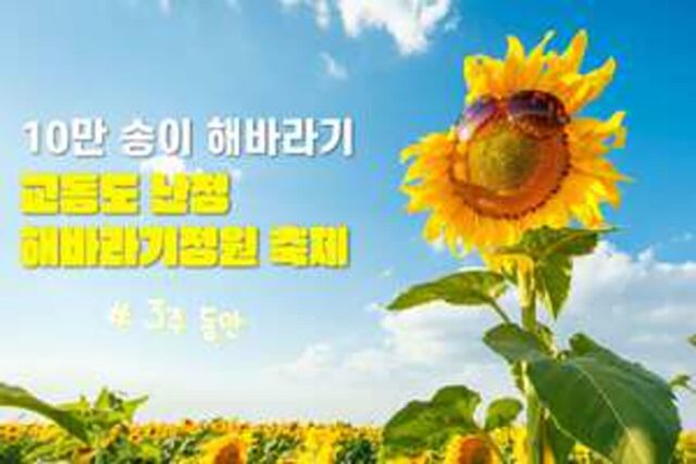 “10만 송이 해바라기, 단 3주간” 2025 교동도 난정 해바라기정원 축제 | 강화도 갈만한 곳 추천