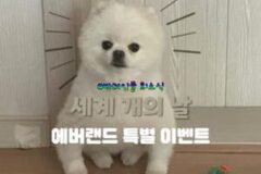 세계 개의 날, 에버랜드에서 처음 선보이는 “단 한 번의 기회”