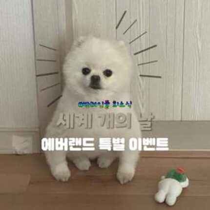 세계 개의 날, 에버랜드에서 처음 선보이는 “단 한 번의 기회”