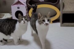 신비로운 고양이 몸무게