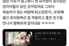 유치원에서 잘린 INFP 댕댕이