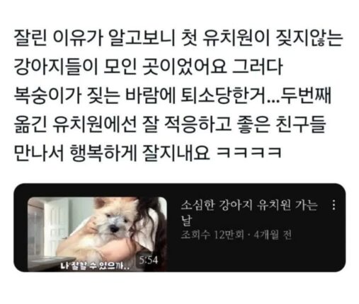 유치원에서 잘린 INFP 댕댕이