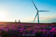 갈대와 국화 그리고 단풍과 특별한 만남 ‘거창 여행’