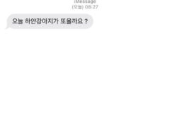 나 어제 진짜 피치못할사정으로 우리집 강아지 회사 데리고 출근해서 20분정도 같이 있었거든