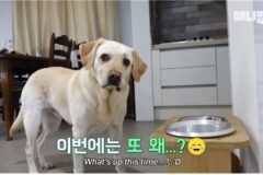 자기가 제일 소중해서 안내견 시험 탈락한 리트리버계의 댕장훈