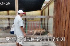 뒷다리가 마비됐어도 뛰고싶은 강아지