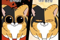 고양이 키워봐야 알 수 있는 제일 큰 차이 원탑ㅠ