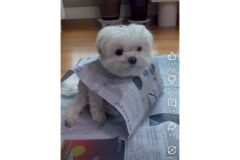 전 부치는거 구경하는 강아지