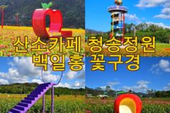 청송 가볼만한 곳 가을꽃축제 산소카페 청송정원 백일홍 활짝