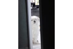 명절 꼬치 이거 넣나요???