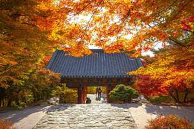“유네스코도 인정한 천년의 사찰과 은행나무” 경북 여행에서 만나는 한국 건축의 정수