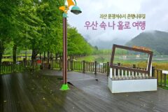 괴산 문광저수지 은행나무길 우산 속 나 홀로 여행
