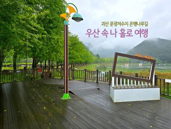 괴산 문광저수지 은행나무길 우산 속 나 홀로 여행