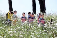 “10월 중순, 놓치면 1년을 기다려야 할 늦가을 힐링 성지” 정읍에서 만나는 구절초 꽃축제
