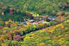 “꽃무릇이 주인공인 줄 알았는데 단풍이 진짜였네” 현지인 ‘픽’ 가을 고창 가볼 만한 곳