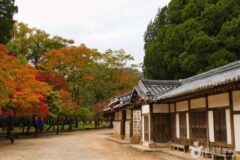 단종의 숨결 어린 영월 청령포, 가을 강변에서 만나는 역사 여행